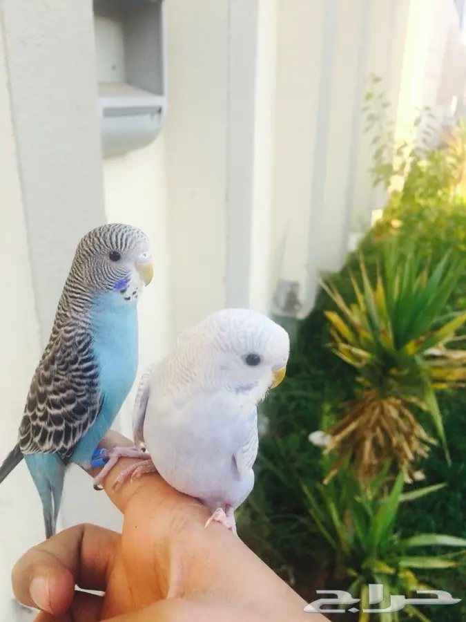 ازواج بادجي اليفه والوان متعدده