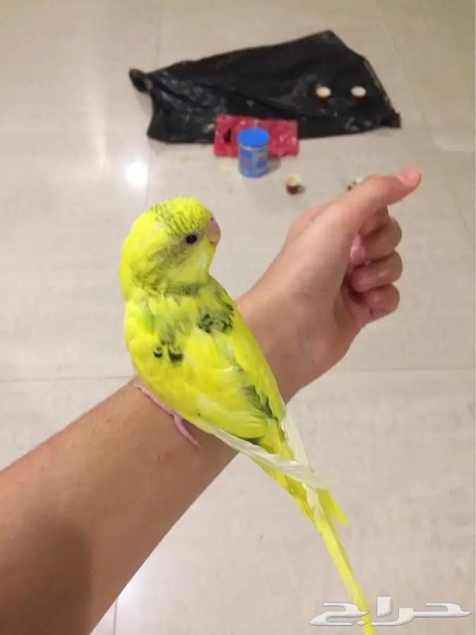 ازواج بادجي اليفه والوان متعدده (image 1)