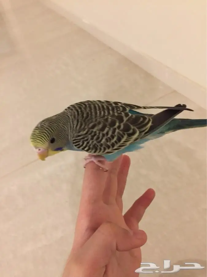 ازواج بادجي اليفه والوان متعدده (image 2)