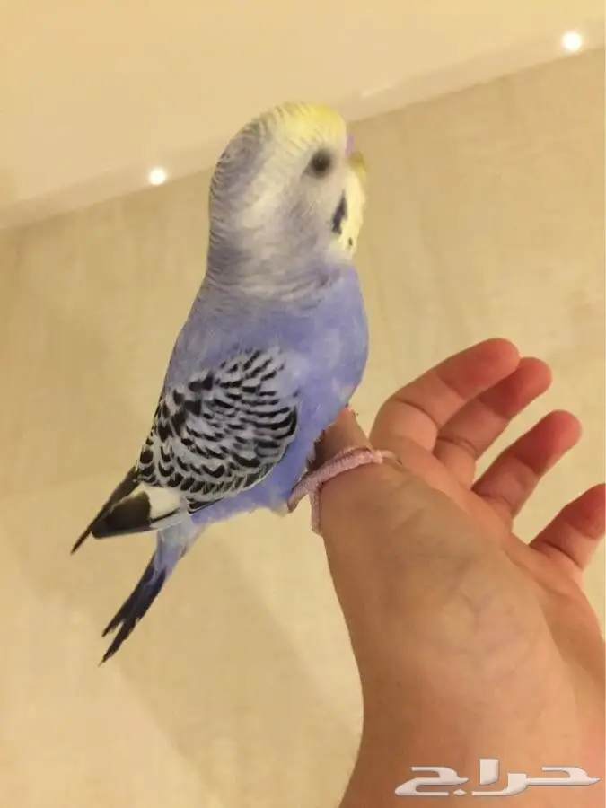 ازواج بادجي اليفه والوان متعدده (image 3)