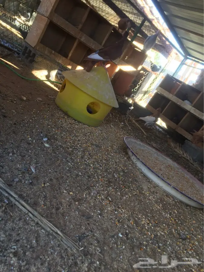 دجاج دنش ومشمشي - فرصة لا تُفوّت! (image 9)