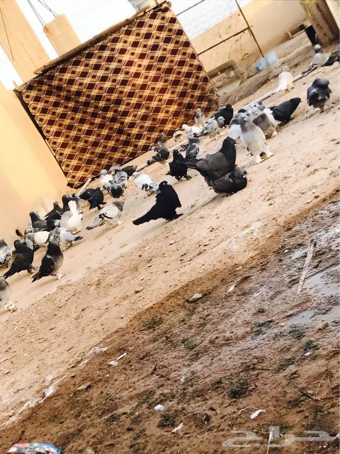 حمام تركي (image 6)