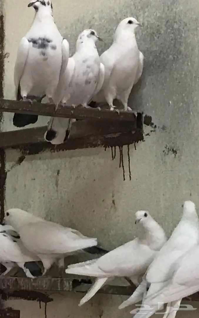 حمام (image 1)