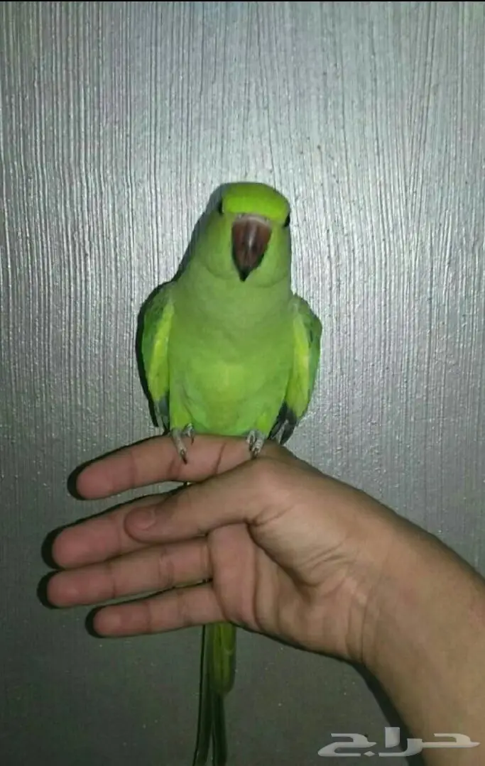 دره افريقي  (image 3)