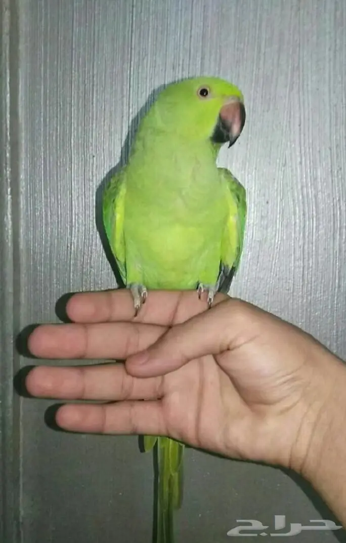 دره افريقي  (image 1)