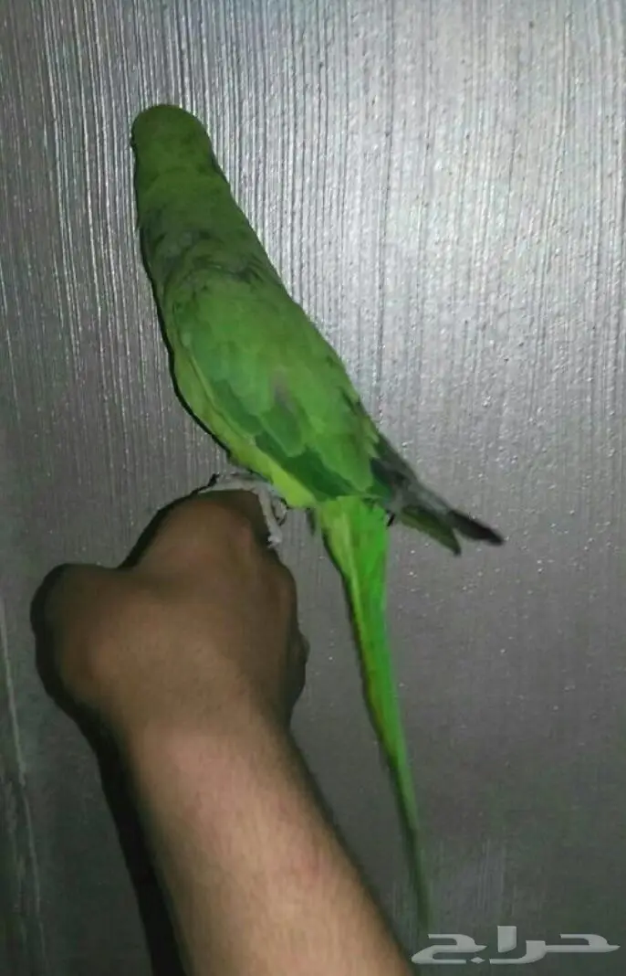 دره افريقي  (image 2)