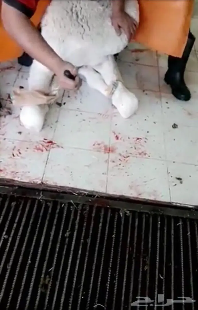 نحر قبل قليل حاشي بري لباني  (image 2)