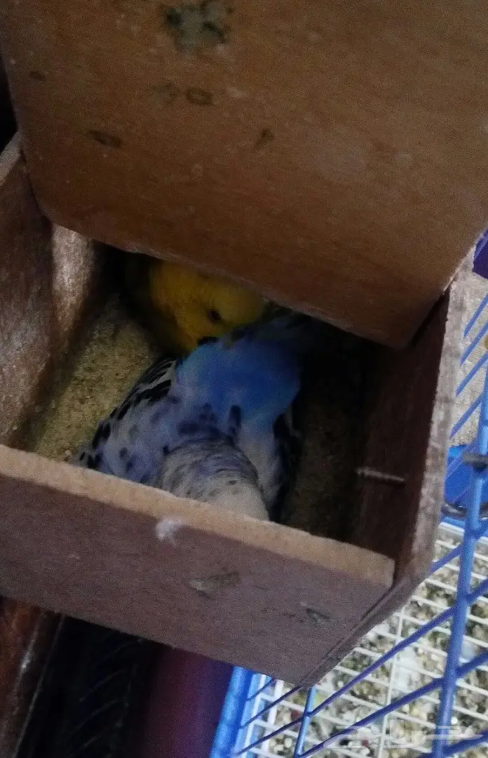 زوج بادجي منتج الوان جميلة  (image 2)