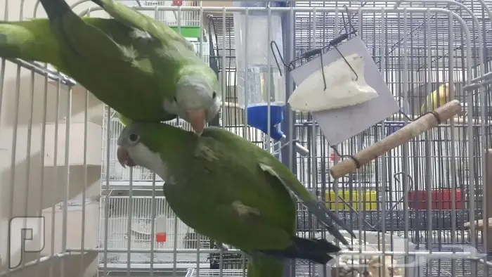 جوز ببغاء الكويكر(الراهب) (image 1)