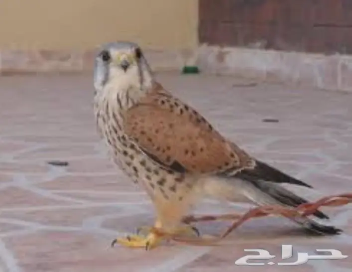 شبوط للبيع ب 200 ريال