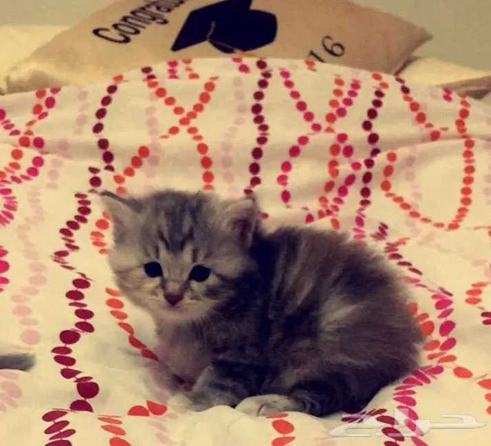 قططان مميزتان للبيع - جدة (image 2)