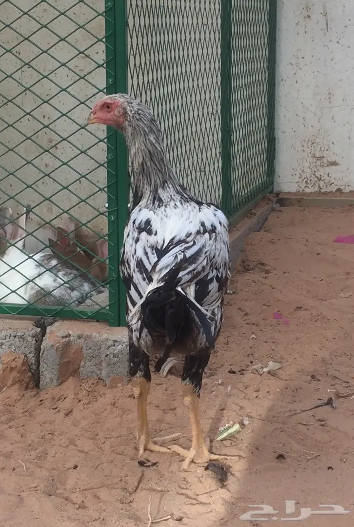 جوز دجاج حجازي  (image 1)