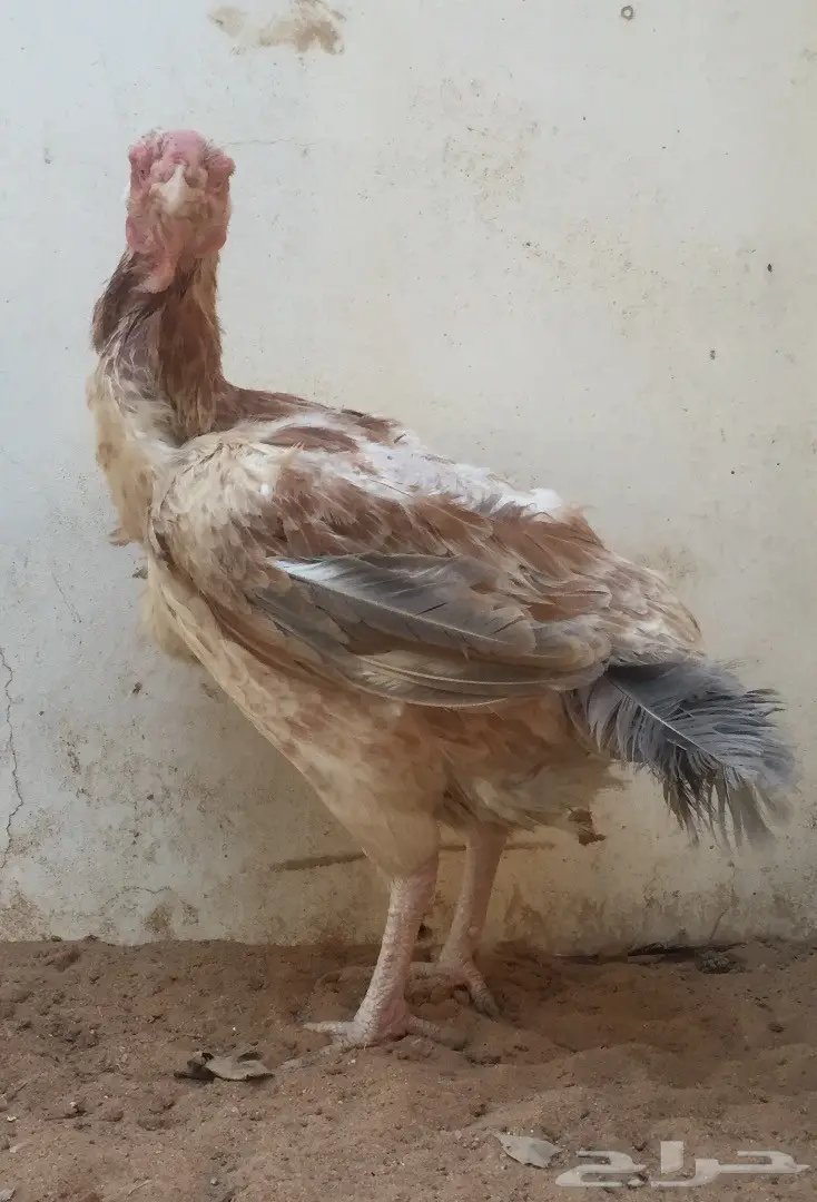 جوز دجاج حجازي  (image 6)