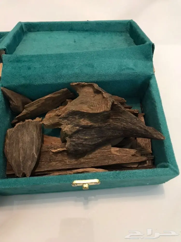 عود كلمنتان تركان من النوادر الفاخرة 