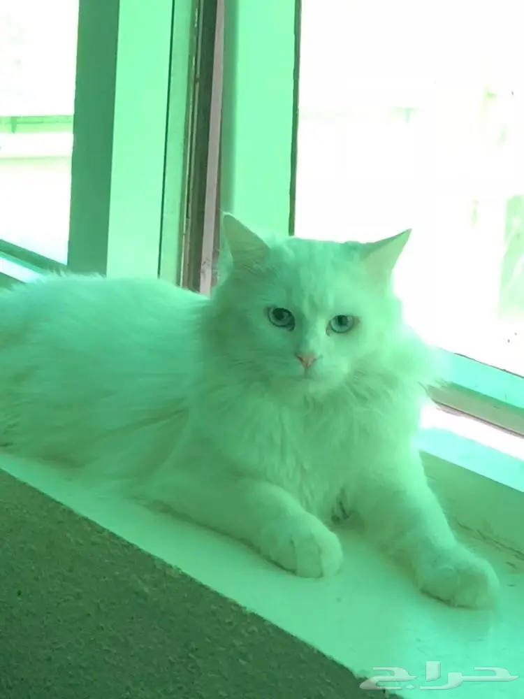 قط شيرازي للبيع (image 1)