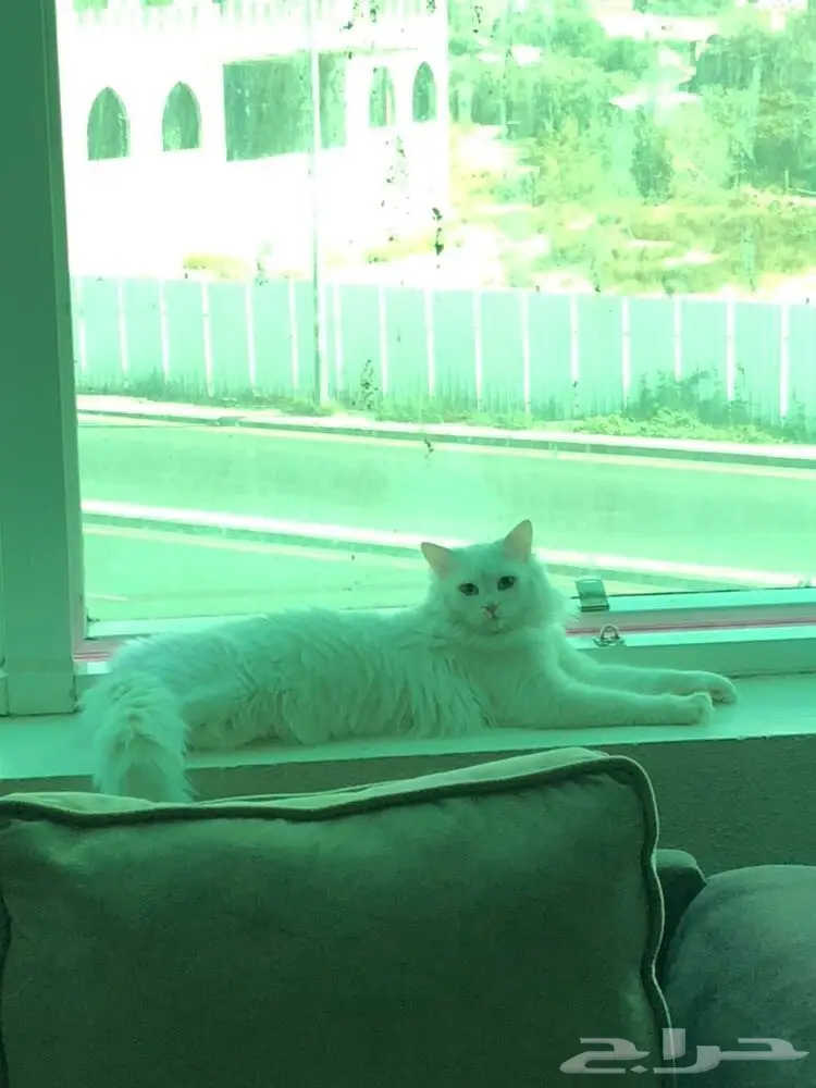 قط شيرازي للبيع (image 2)