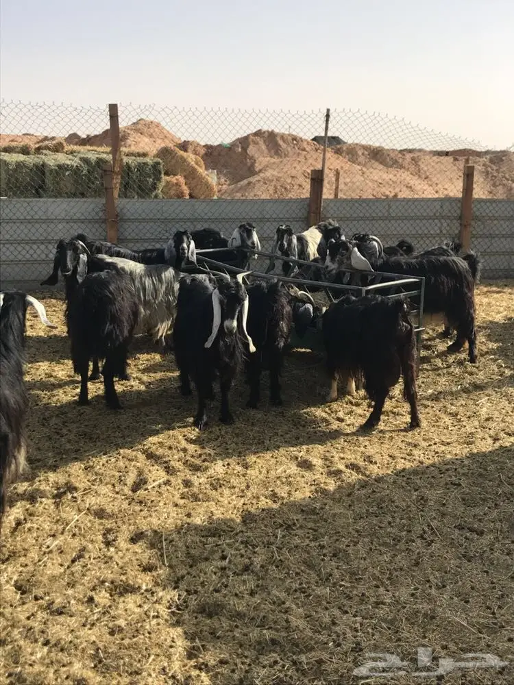 للبيع معزاء عوارض  (image 1)