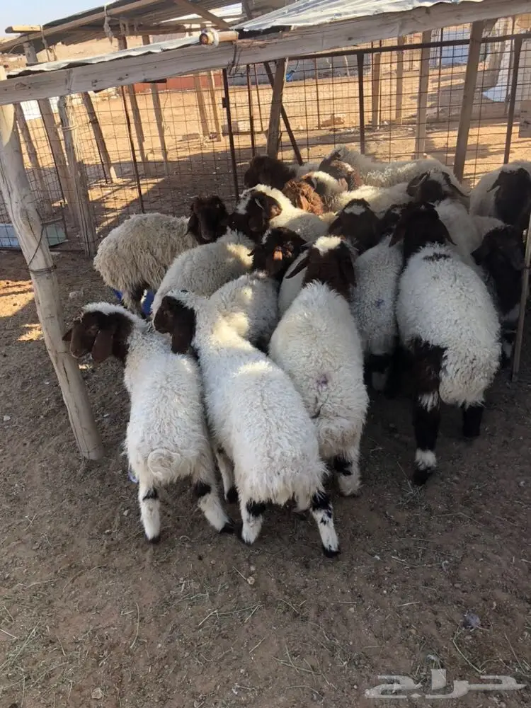 للبيع هرافا 