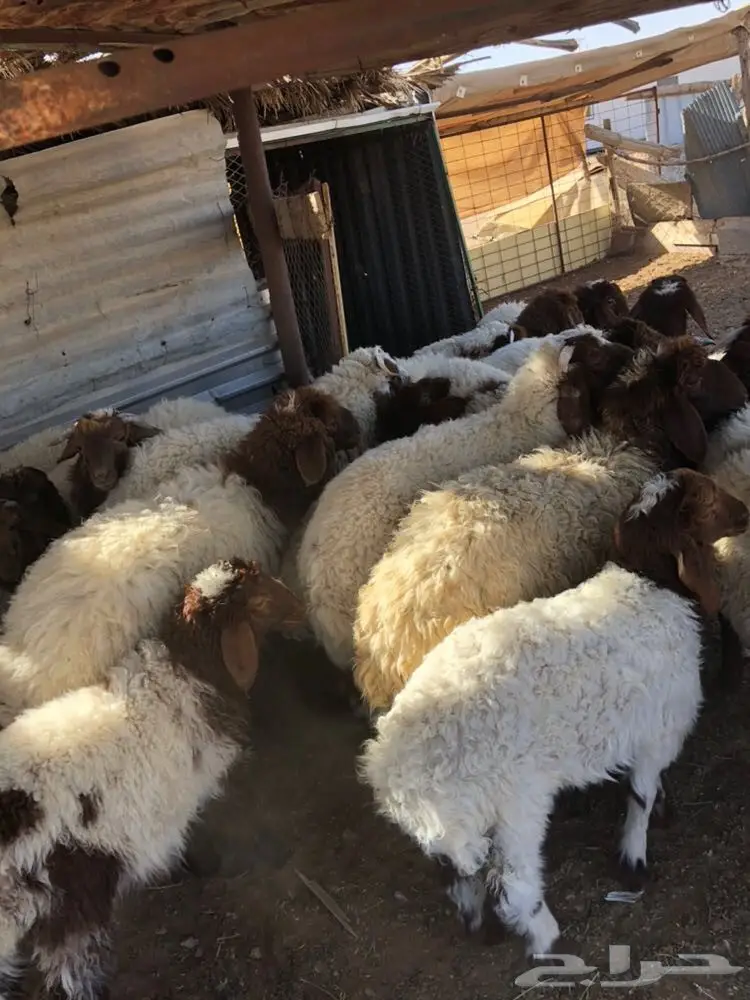 للبيع هرافا  (image 1)