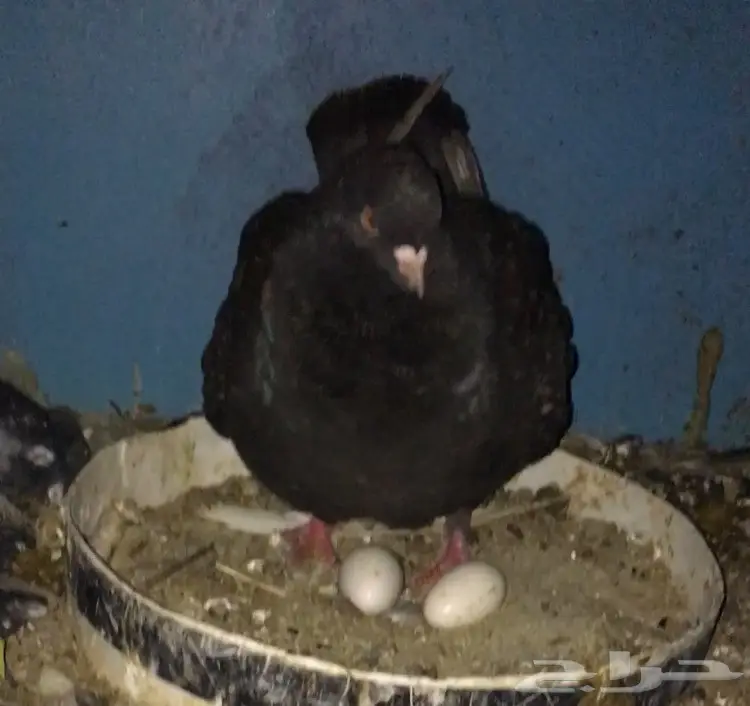 للبيع زوج مودينا منتج تحته بيض الحد250