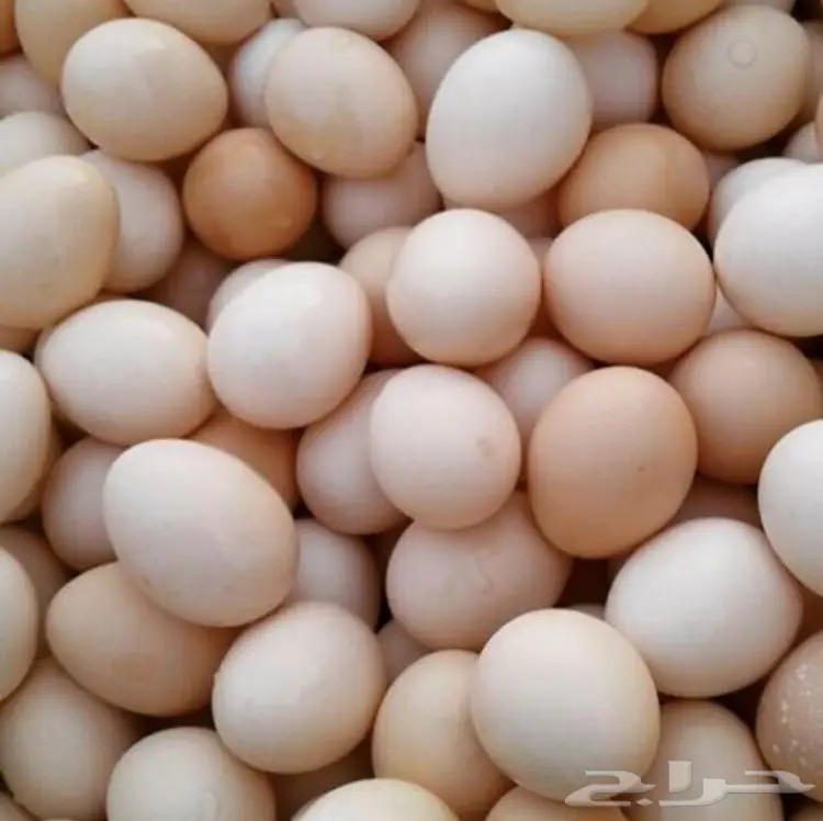 للبيع دجاج بياض اسود  (image 4)