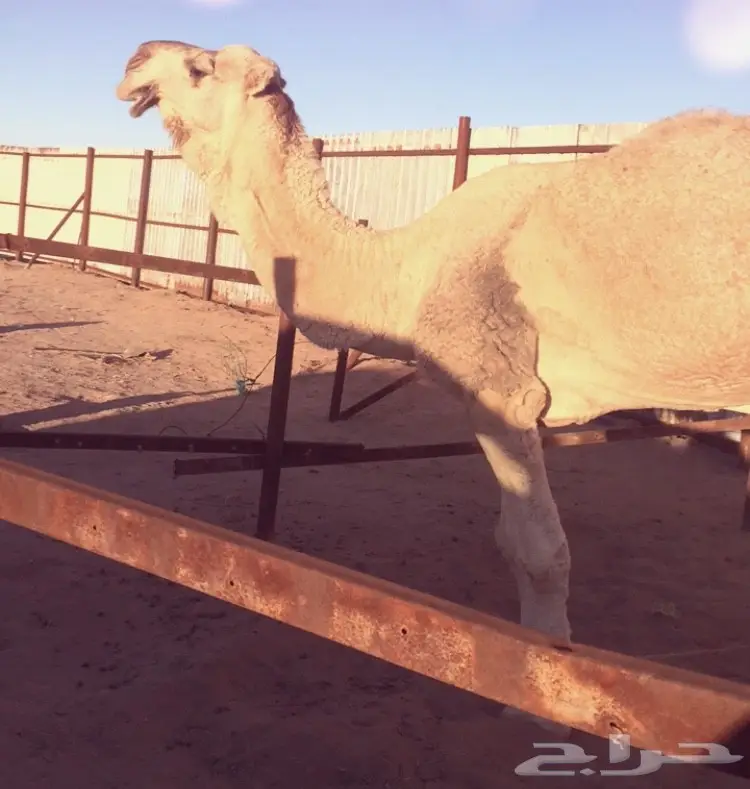 فحل مغتر للبيع (image 1)