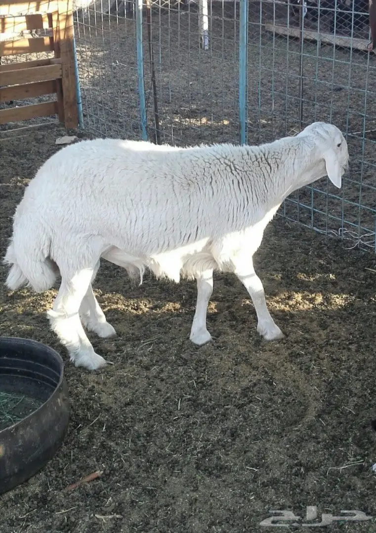 طلي للبيع ماشاء الله (image 1)