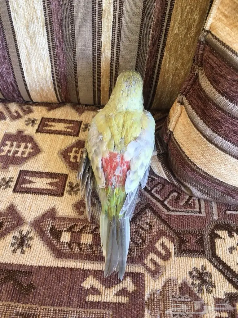 للبيع فرخ براكيت غر 