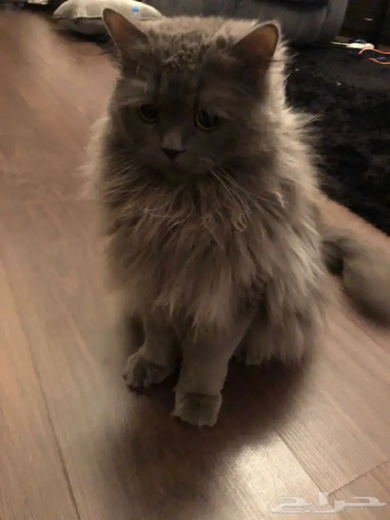 قطة من نوع شيرازي للبيع في مكة 