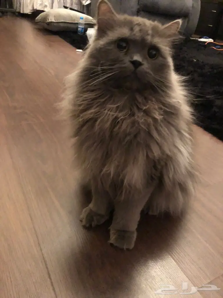 قطة من نوع شيرازي للبيع في مكة  (image 1)