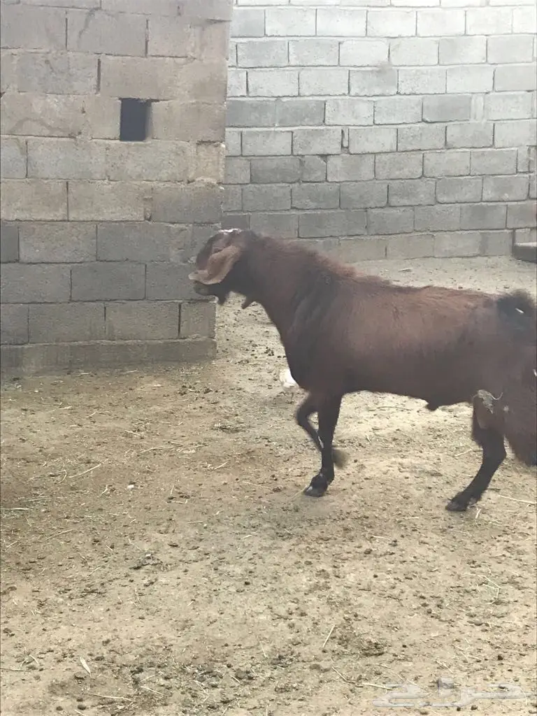 تيس فحل جرم  (image 1)