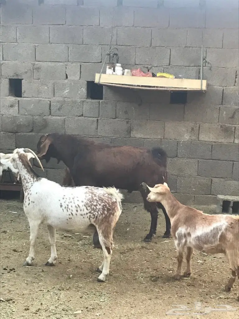 تيس فحل جرم  (image 2)