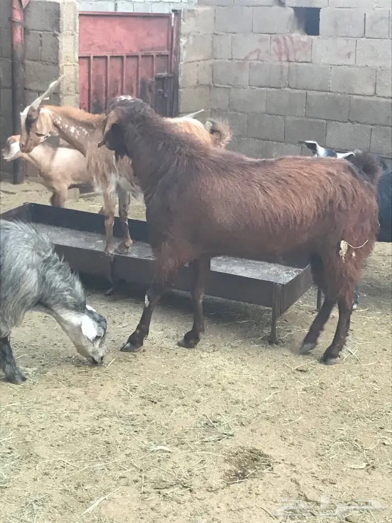 تيس فحل جرم  (image 3)