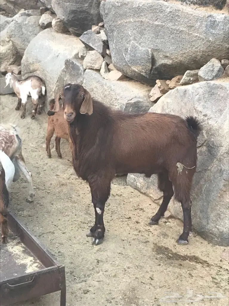 تيس فحل جرم  (image 4)