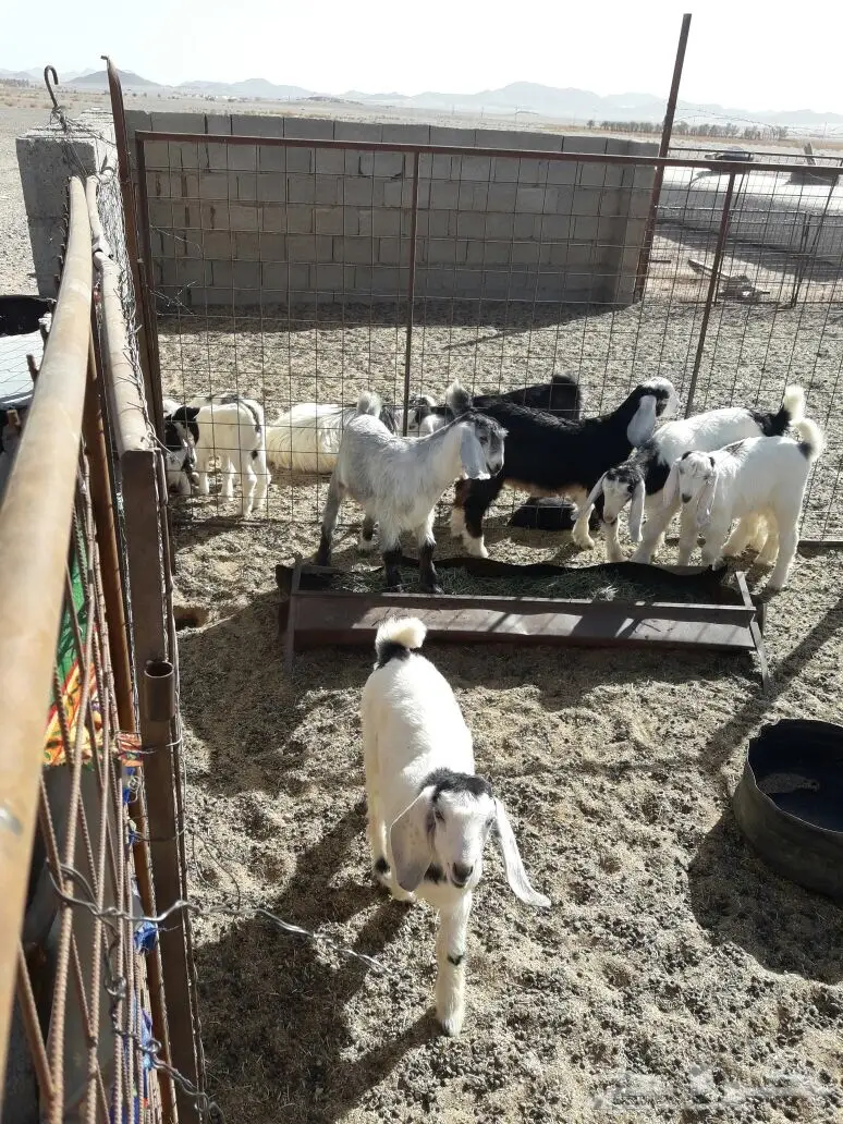 تيوس مندي (image 1)