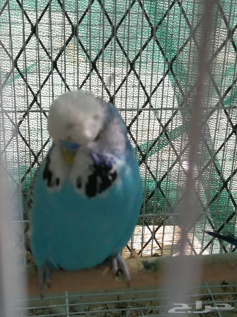 ذكر باجي انجليزي جامبو 