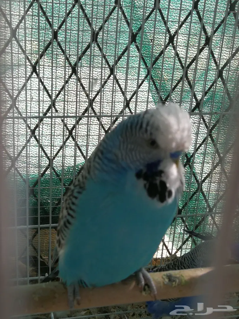 ذكر باجي انجليزي جامبو  (image 1)