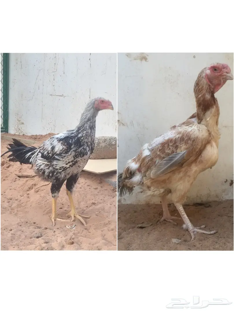 جوز دجاج حجازي 