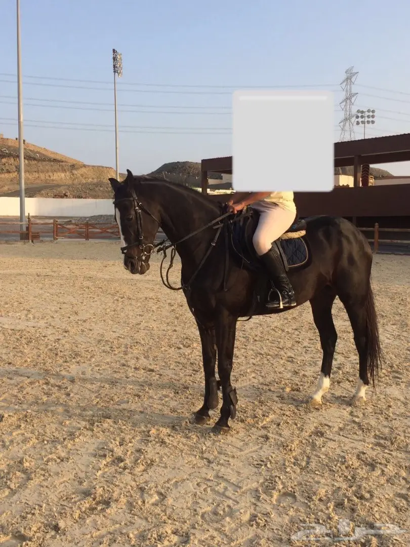 حصان قفز للبيع جده