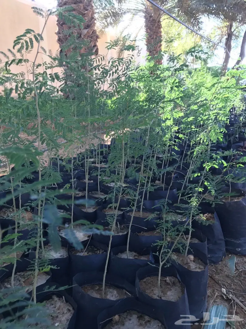 للبيع شتلات اشجار بريه - الرياض 