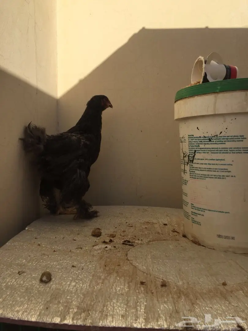 طقمين دجاج براهما للبيع 