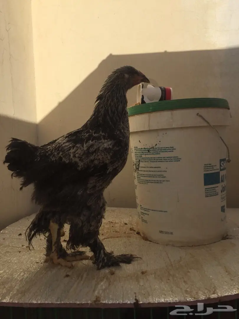 طقمين دجاج براهما للبيع  (image 1)