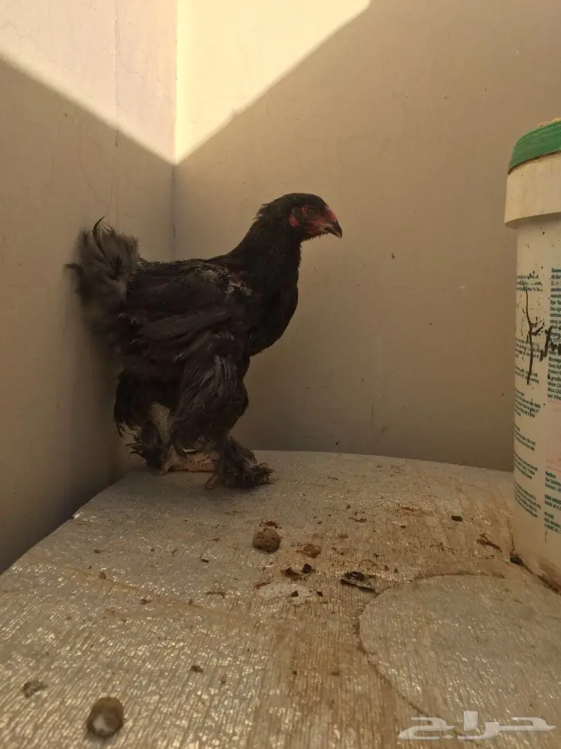 طقمين دجاج براهما للبيع  (image 2)