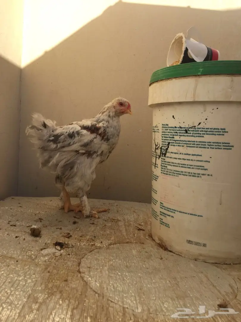 طقمين دجاج براهما للبيع  (image 3)