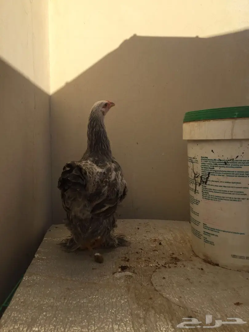 طقمين دجاج براهما للبيع  (image 4)