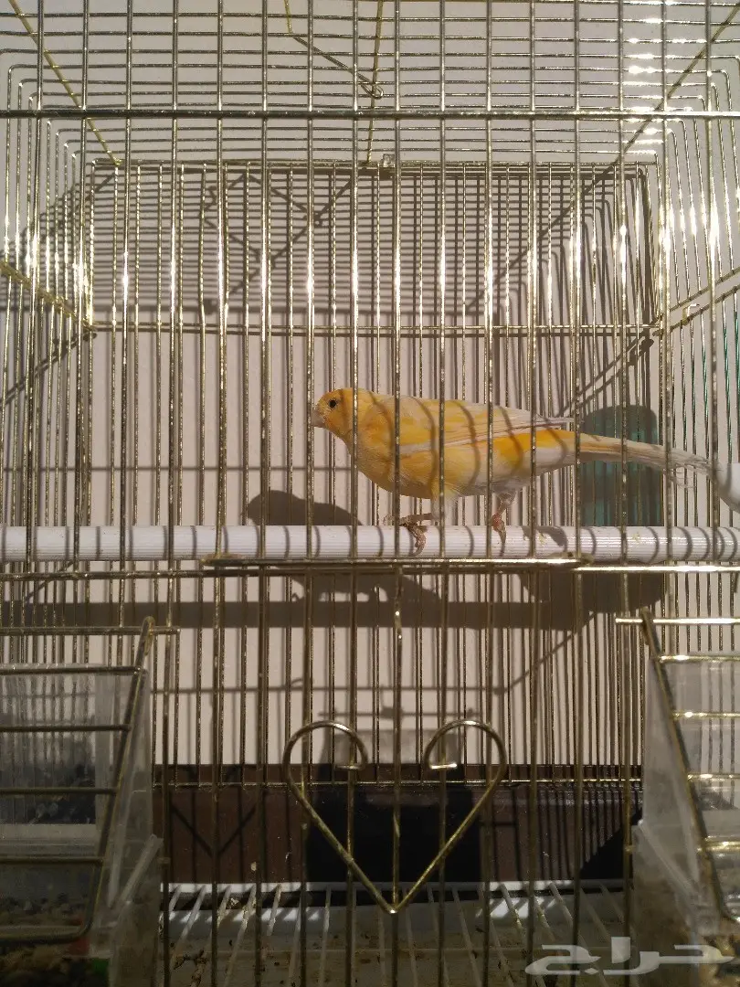 العرض الثاني.. كناري سوري تغريد