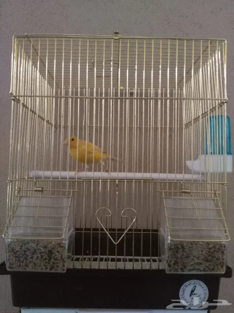 العرض الثاني.. كناري سوري تغريد (image 1)