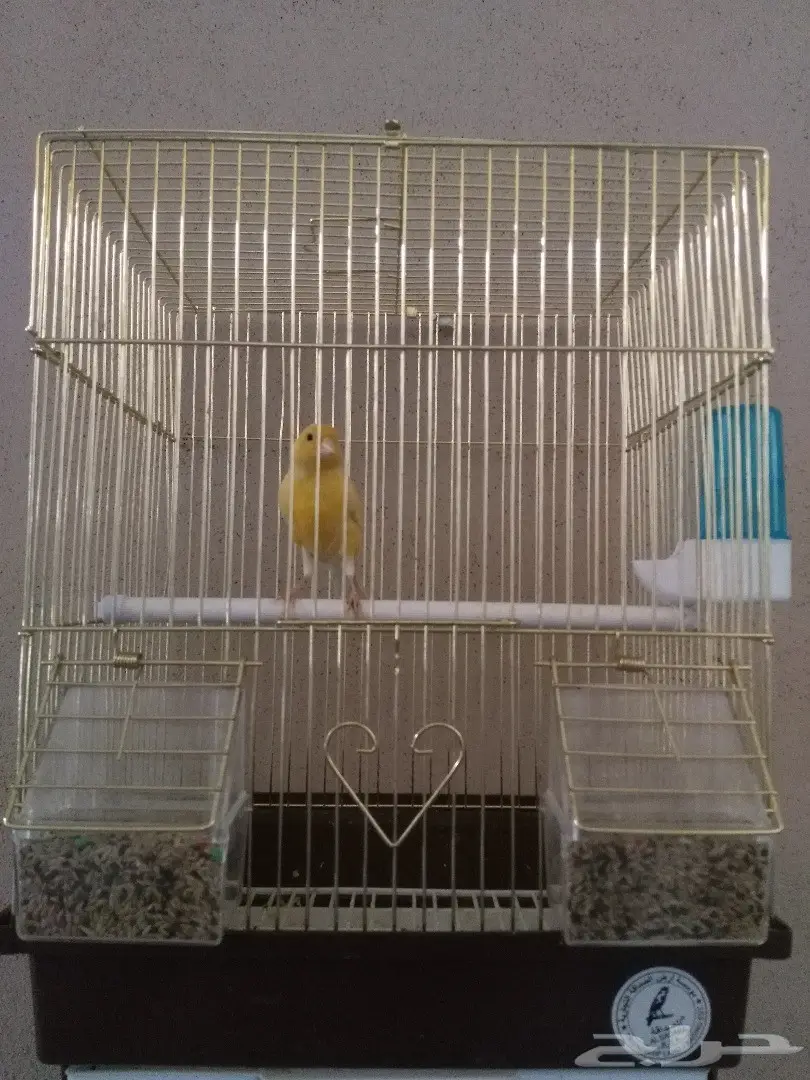 العرض الثاني.. كناري سوري تغريد (image 2)