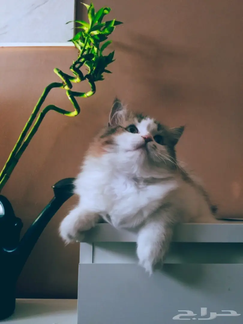 قطة شيرازي  (image 1)