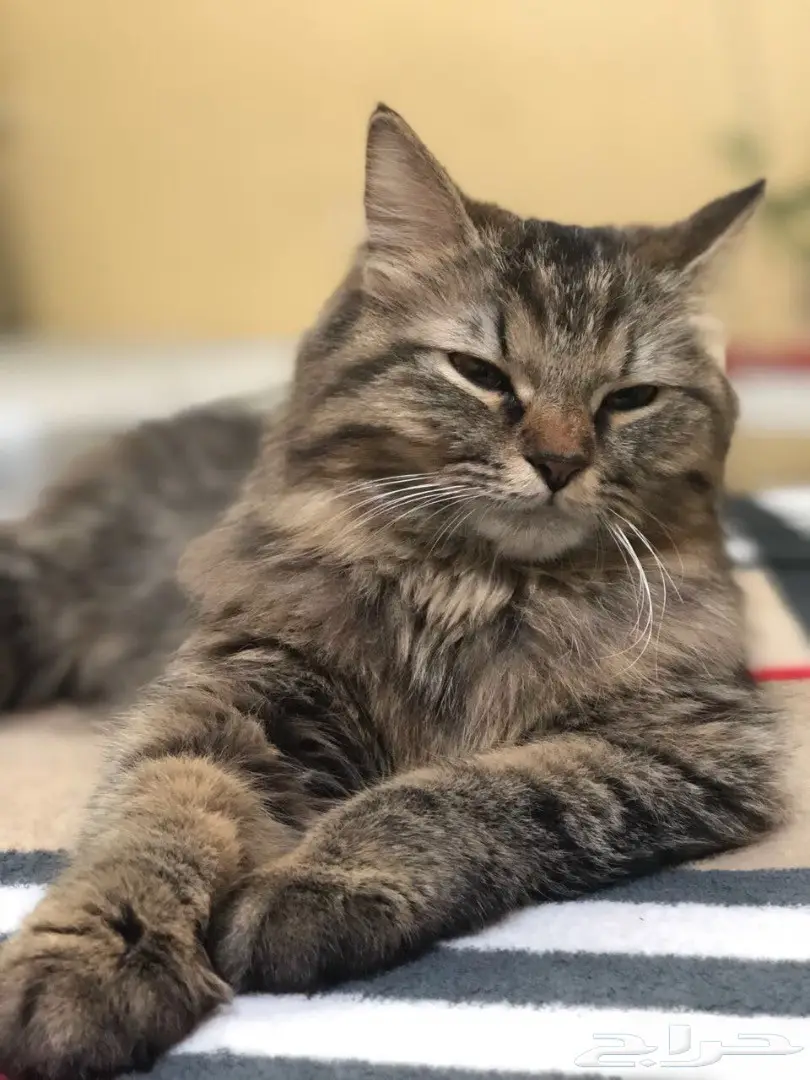 قطوه تايقر أنثى للبيع.  (image 3)